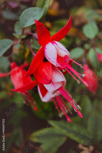 Imagen vertical a color de una planta con flores rojas y rosas llamativas. photo