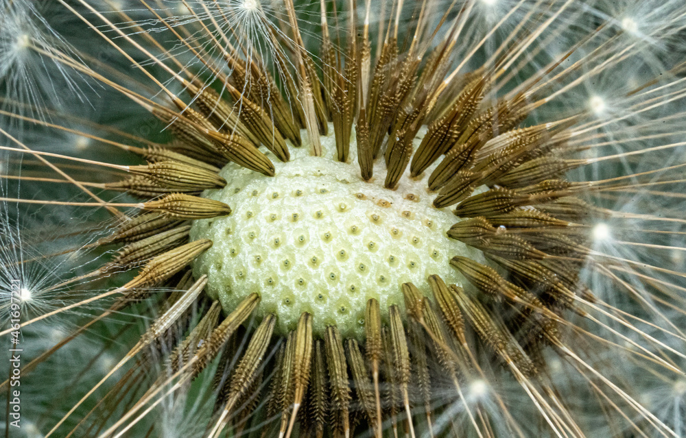 Obraz premium Löwenzahnmakro