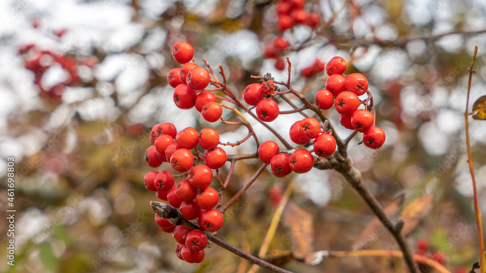 Rowan berries on a branch. Autumn harvest. Ripe red rowan berries on a tree branch. Rowan berries on a branch. Autumn harvest. Ripe red rowan berries on a tree branch.
