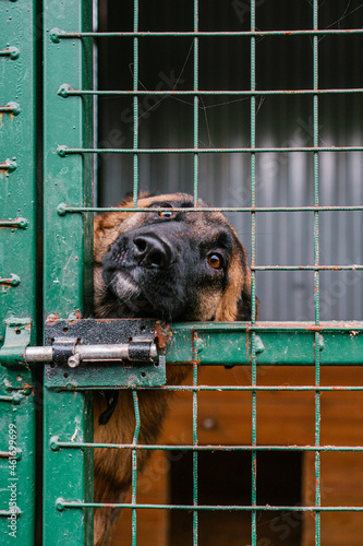 dog in a cage at a dog shelter