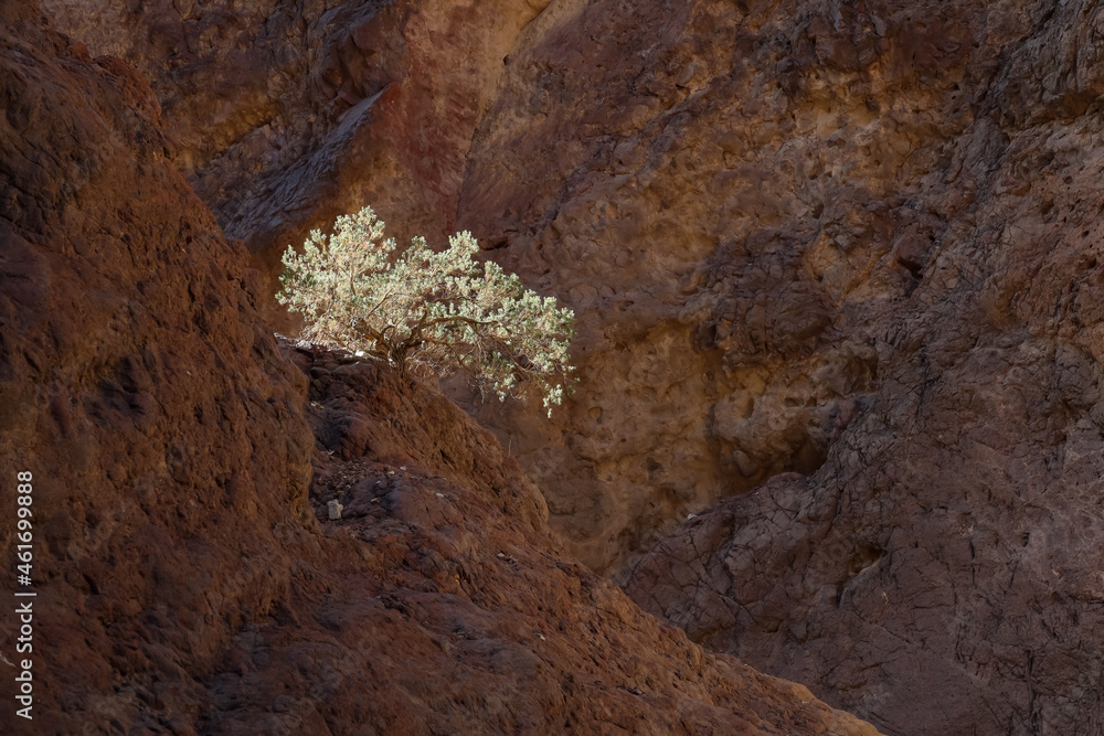 Obraz premium Green bush growing on rocks
