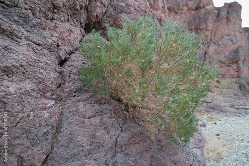 Creosote bush growing on rocks in the Mojave desert photo