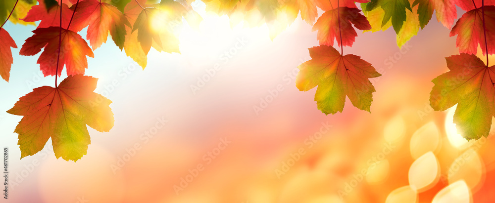 A golden sunset autumn sky with red and green leaves, foliage, for use as a background for seasonal and thanksgiving images.