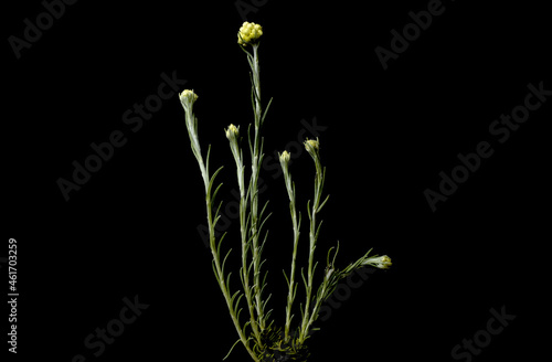 Helichrysum stoechas, known as Mediterranean strawflower photo