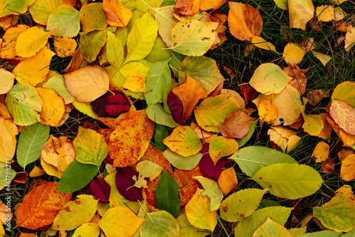 colorful leaves  red  golden  yellow  green background and texture of autumn leaves. Autumn  September  October  November  Halloween