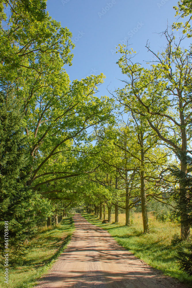 Dirt road among green trees on a clear summer day, vertical photo