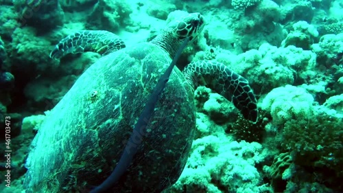 Wallpaper Mural hawksbill turtle Torontodigital.ca