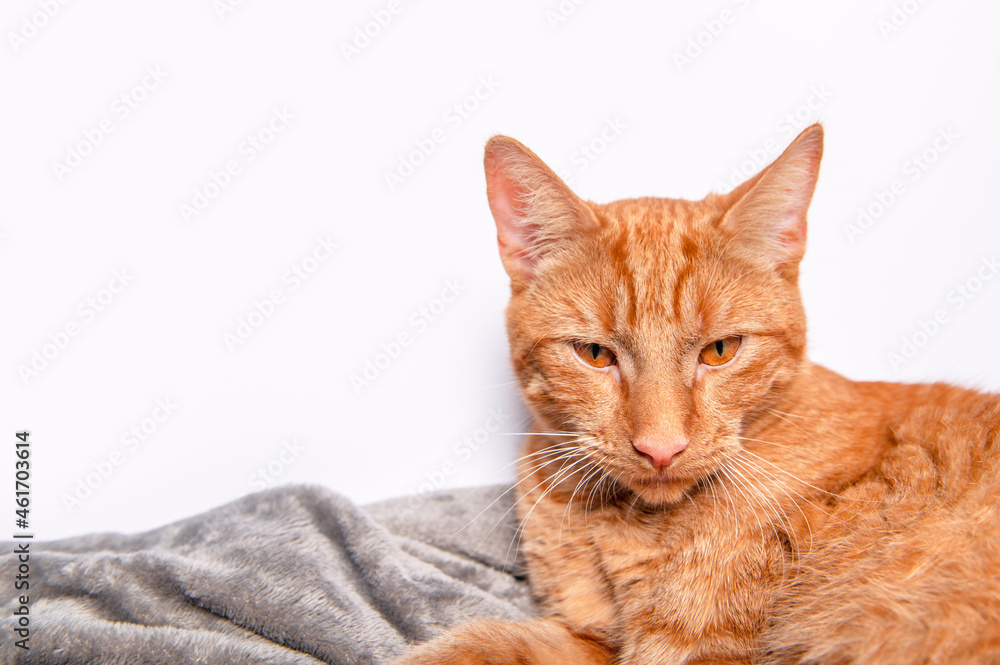 Cute ginger cat sleeps on the bed Cute ginger cat sleeps on the bed
