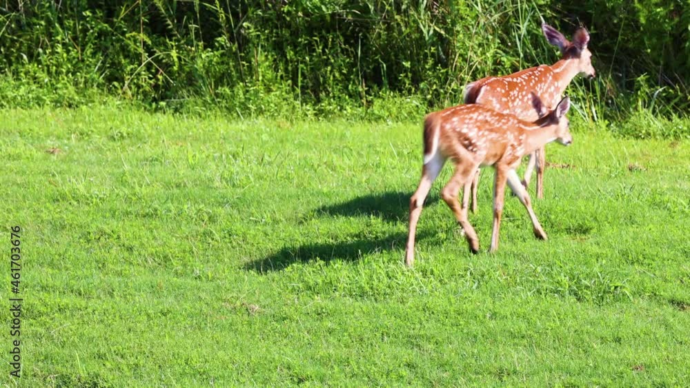 Whitetail deer fawns on the grass in Captain's Cove, near coastal homes Whitetail deer fawns on the grass in Captain's Cove, near coastal homes