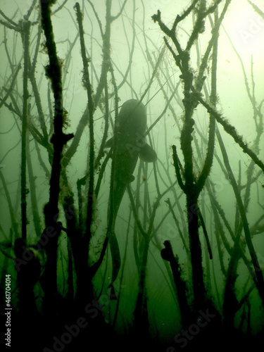 silurus glanis european wles catfish fish in a submerged tree orchard on the bottom of a lake Most czech republic recultivated coal mine, post minig lake scuba diving encounter photo