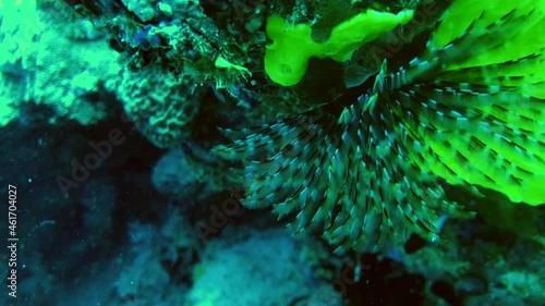 feather duster worm photo