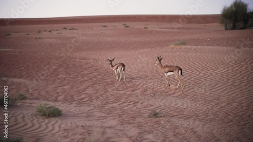several arab gozels are walking in the desert