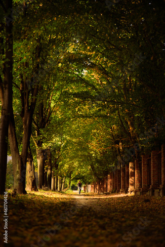 Fototapeta Naklejka Na Ścianę i Meble -  Adult silhouette on alley in park with colorful trees and sunlight. Autumnal background. Soft focus