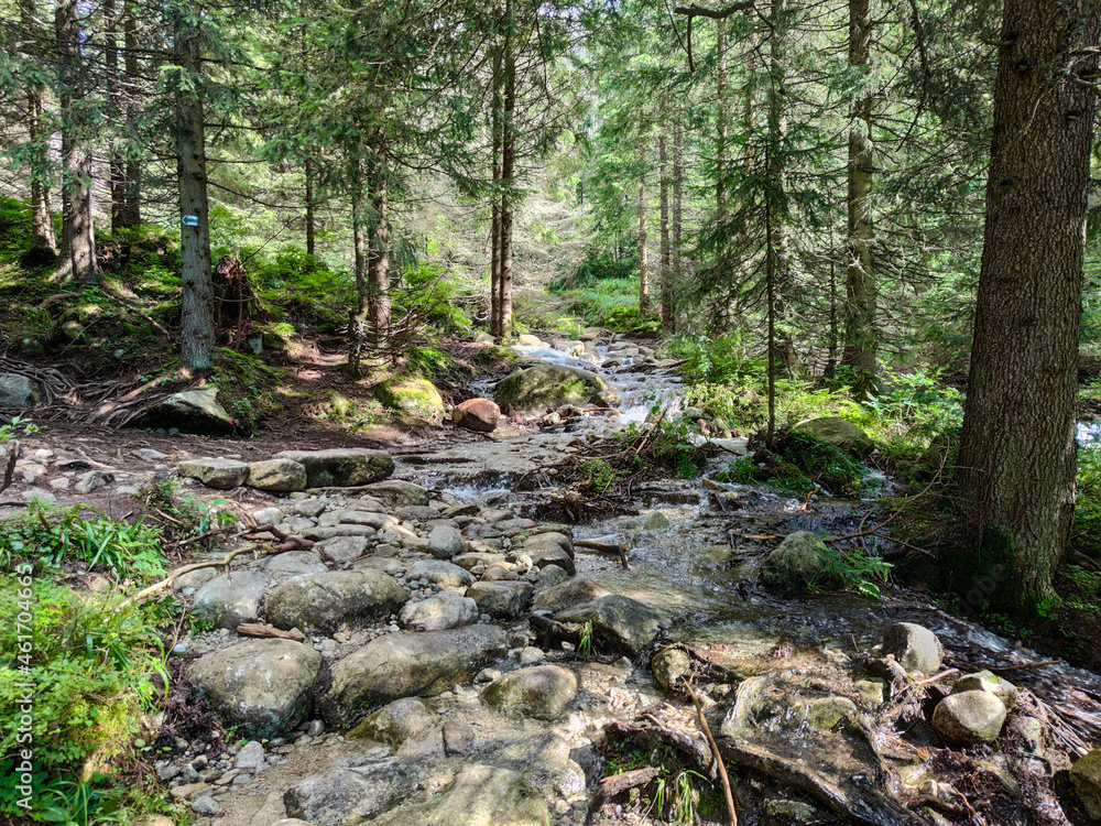 forest and water forest and water