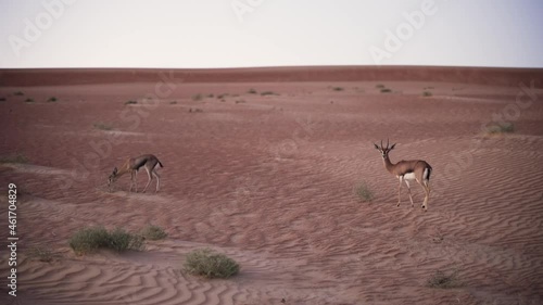 several arab gozels are walking in the desert