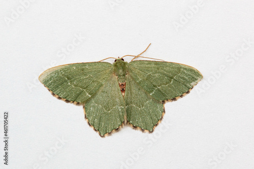 Common emerald (Hemithea aestivaria) Moth isolated on clean white background photo