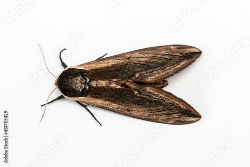 Privet Hawkmoth (Sphinx ligustri) isolated on a clean white background, looking left photo