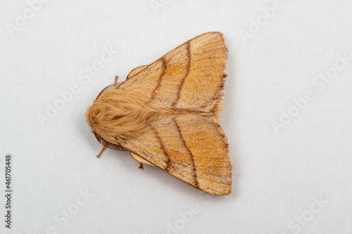 Lackey (Malacosoma neustria) moth on clean background, facing left photo