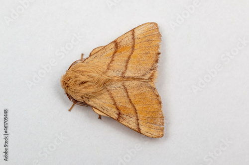 Lackey (Malacosoma neustria) moth on clean background, facing left