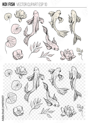 Set of koi fish. Hand drawn skrtch. Vector illustration