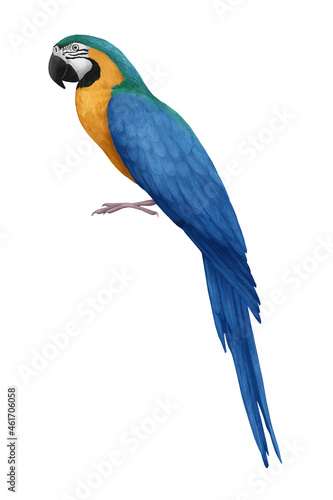 Hand-drawn illustration of Parrot, digitally colored, converted to vector