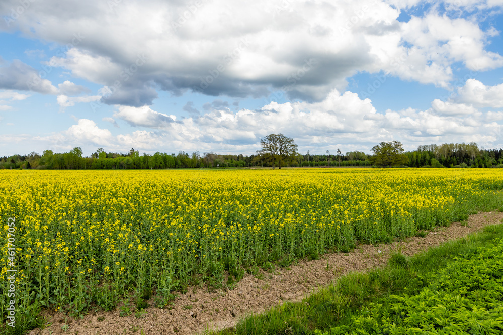 Field of rapeseed (Brassica napus) with big trees and forest at horizon during cloudy day at Latvia countryside. Bright yellow and green oil seed rape plants field blooming at spring.  