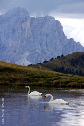 Two swans swimming in high mountain lake "Glittner Seen" before the landmark "Peitlerkofel" or "Sass de Pütia", Dolomites, Italy