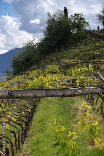 Traditional field of grapevines on wooden stands near Merano, South Tyrol, Italy during summer
