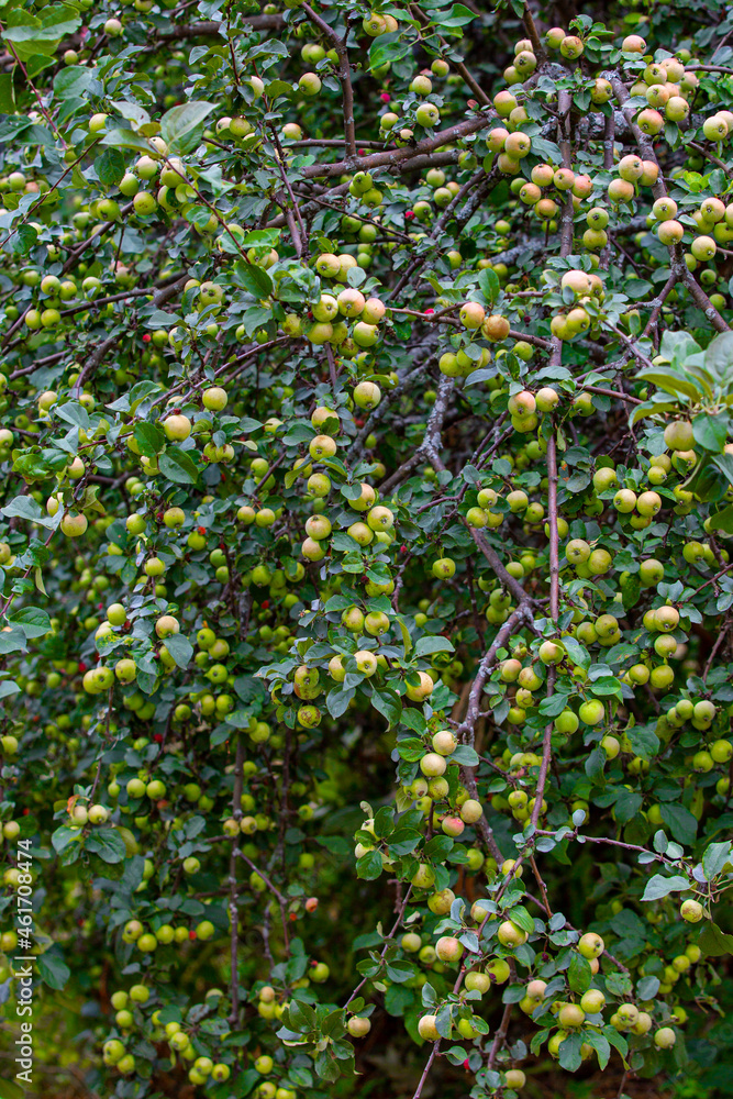 Vertical  picture of bent apple tree branches with fruits