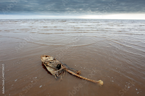 Photography Remains of dead fish on the beach