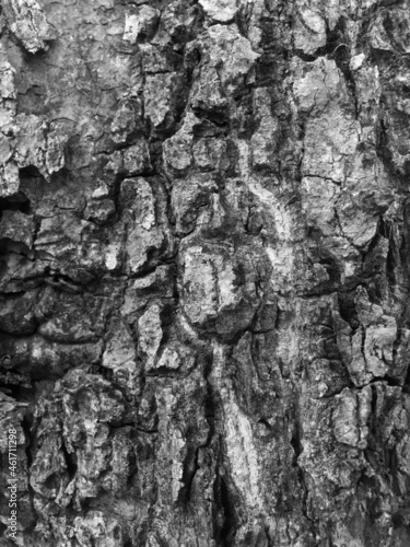 the texture of a bark in abstract. the surface of the tree trunk in grey color. the natural texture of the forestry.