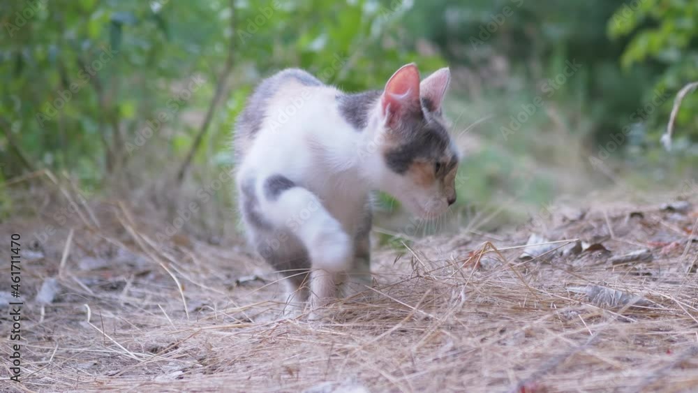 Homeless Tricolor Cat Buries Feces with Paws in Dry Grass. Skinny wild animal with green eyes in search of food. Predator goes to the toilet outdoors in a foliar woods. Natural needs. 4K. Slow motion. Homeless Tricolor Cat Buries Feces with Paws in Dry Grass. Skinny wild animal with green eyes in search of food. Predator goes to the toilet outdoors in a foliar woods. Natural needs. 4K. Slow motion.
