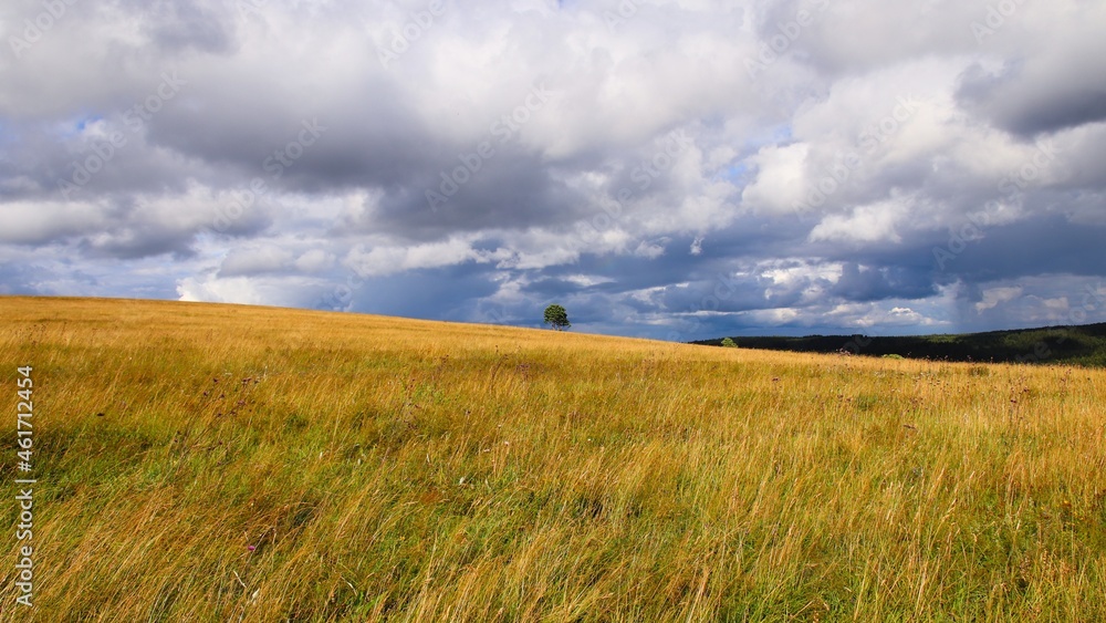 Beautiful meadows in cloudy weather with solitary trees at Ore Mountains, Czech republic