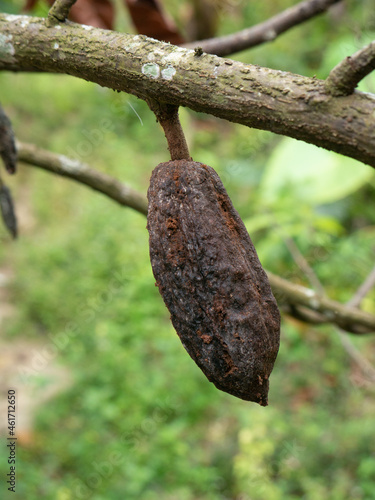 Damaged cacao or cocoa pod in the plantation in Indonesia.