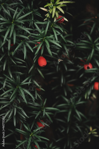 Taxus Baccata dark green foliage and bright red seed cones arin photo