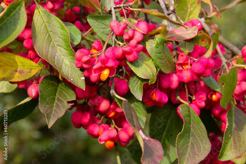 Foto Bright unique pink flowers with fruits of a spindle bush, also called Euonymus e