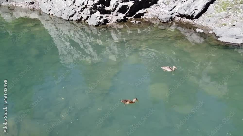 ducks feeding in alpine lake Arvenseeli Kandersteg Bern Switzerland ducks feeding in alpine lake Arvenseeli Kandersteg Bern Switzerland