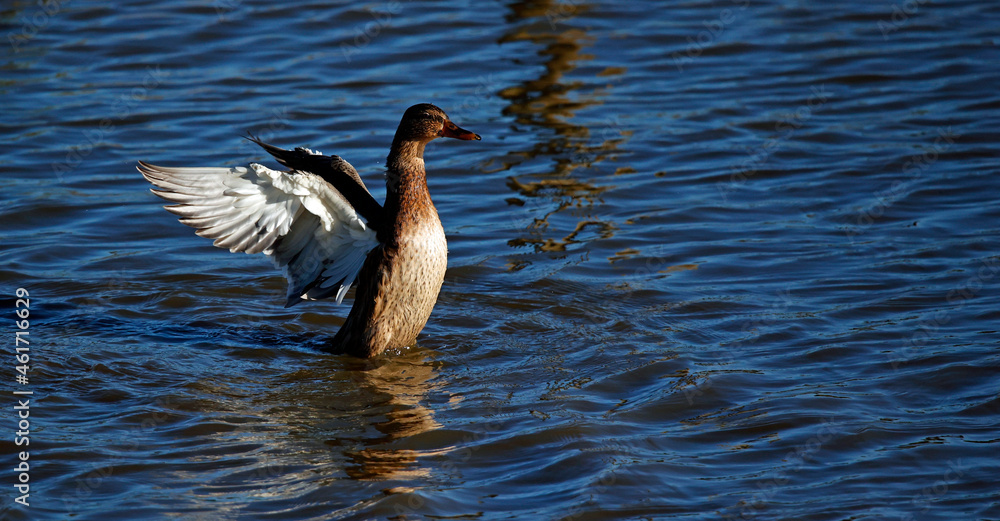 Fototapeta premium Female mallard stretching her wings