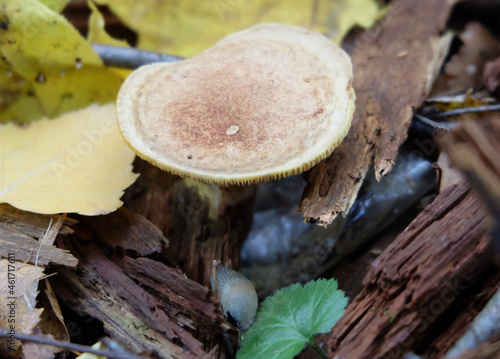 Clitócybe forest mushroom and slug in the grass among fallen leaves in autumn, selective focus, blurred background, horizontal orientation. photo