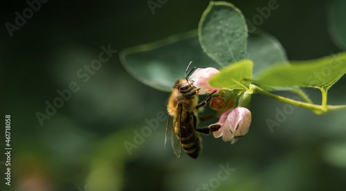 A wild bee at a flower at summer in saarland, copy space photo