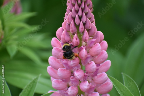 bee on pink flower