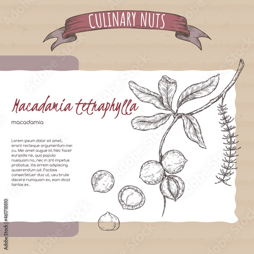 Macadamia tetraphylla aka macadamia branch and nuts sketch on cardboard background. Culinary nuts series.