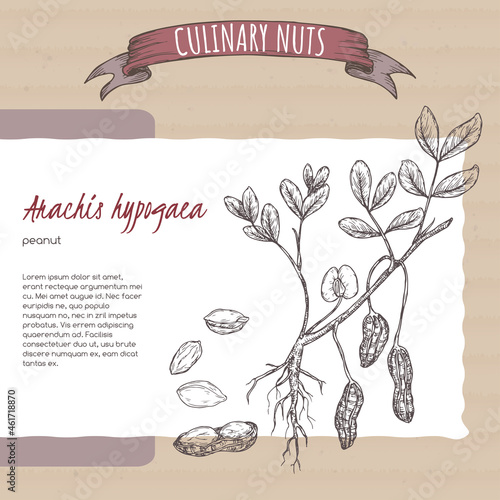 Arachis hypogaea aka peanut branch and nuts sketch on cardboard background. Culinary nuts series.