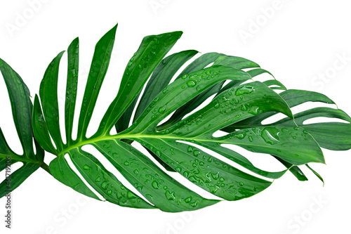 Green leaves frame of Monstera philodendron