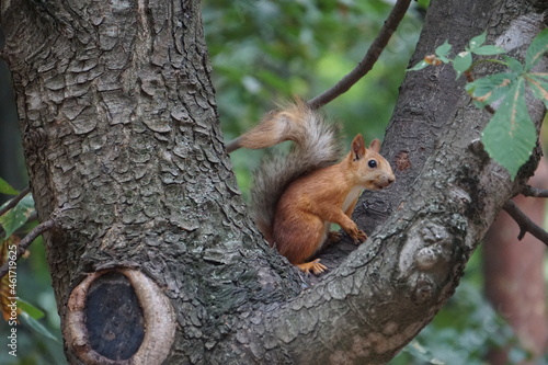 squirrel on a tree © Дмитрий Лобанов