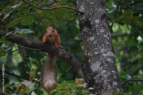 squirrel on tree © Дмитрий Лобанов