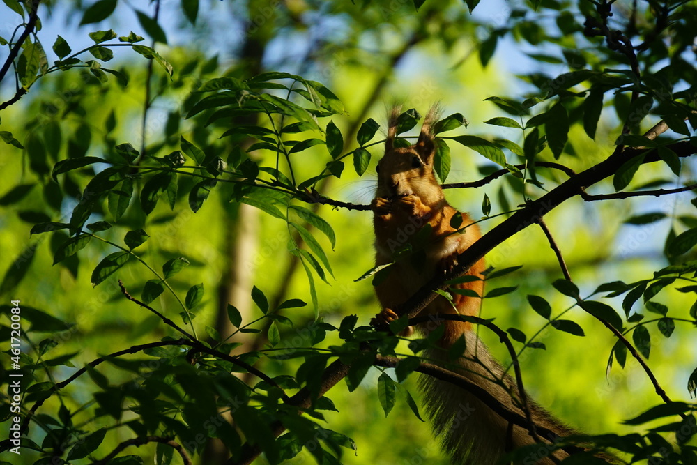 bird on a tree bird on a tree