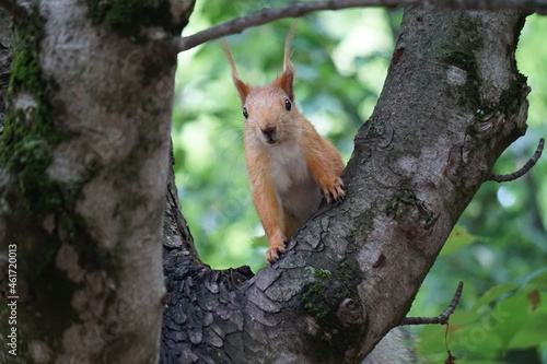 red squirrel on a tree