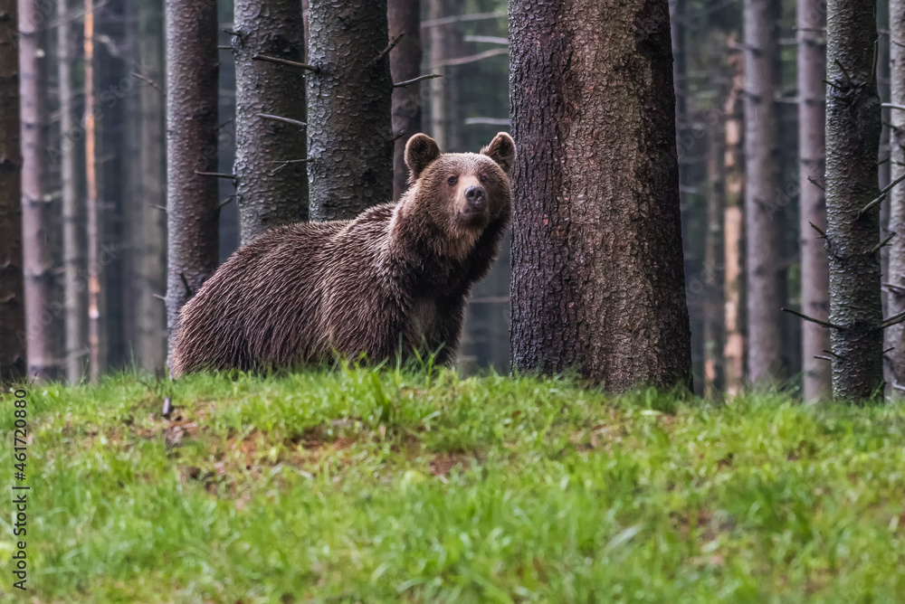 Fototapeta premium Wild Brown Bear (Ursus arctos) . Natural habitat. Slovakia
