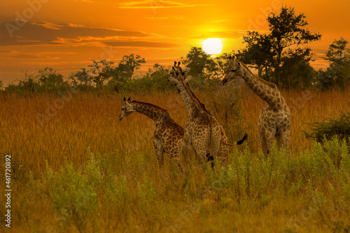 Giraffe in front Amboseli national park Kenya masai mara. Giraffa reticulata  sunset.